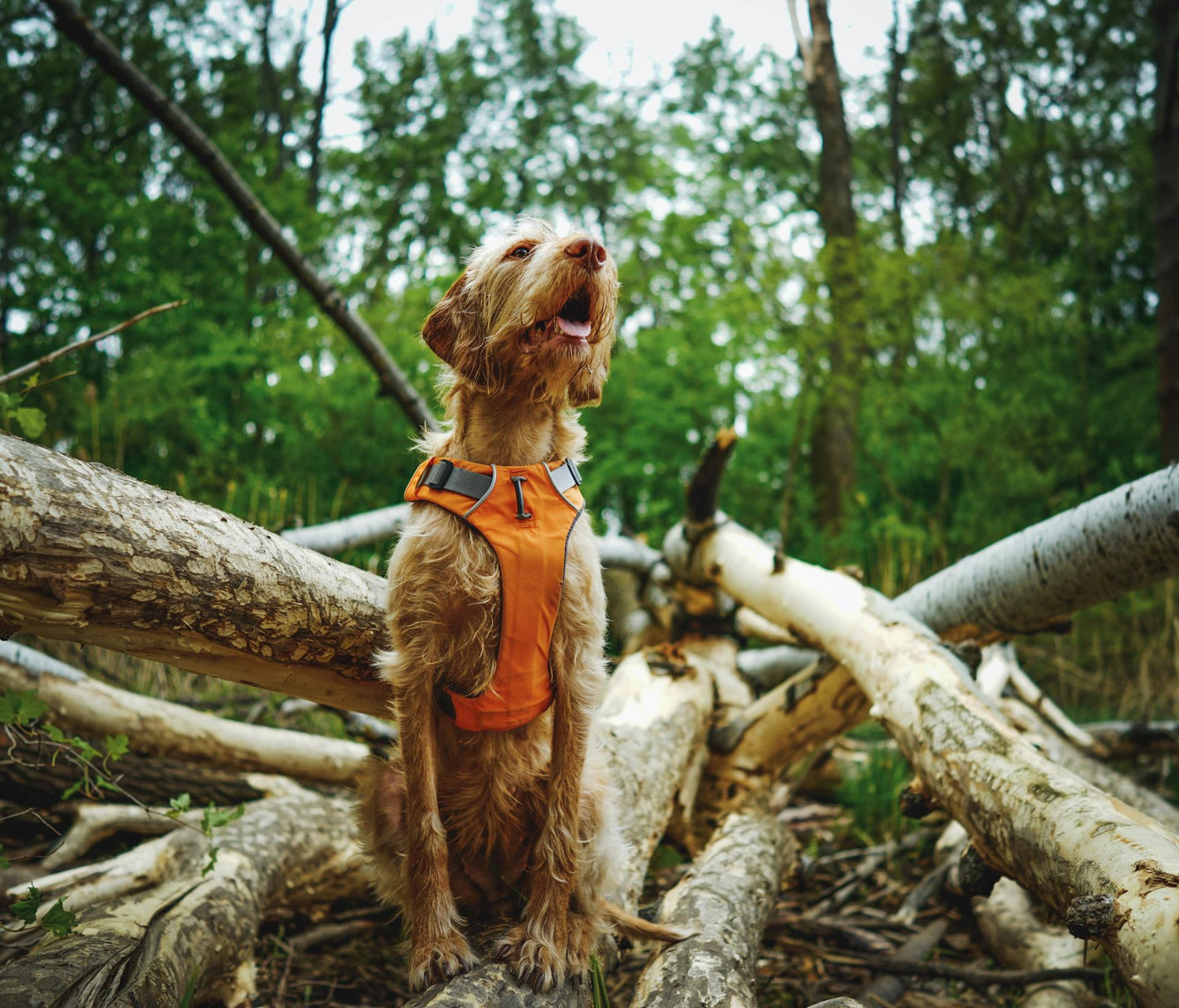 Leashes, Collars & Harnesses