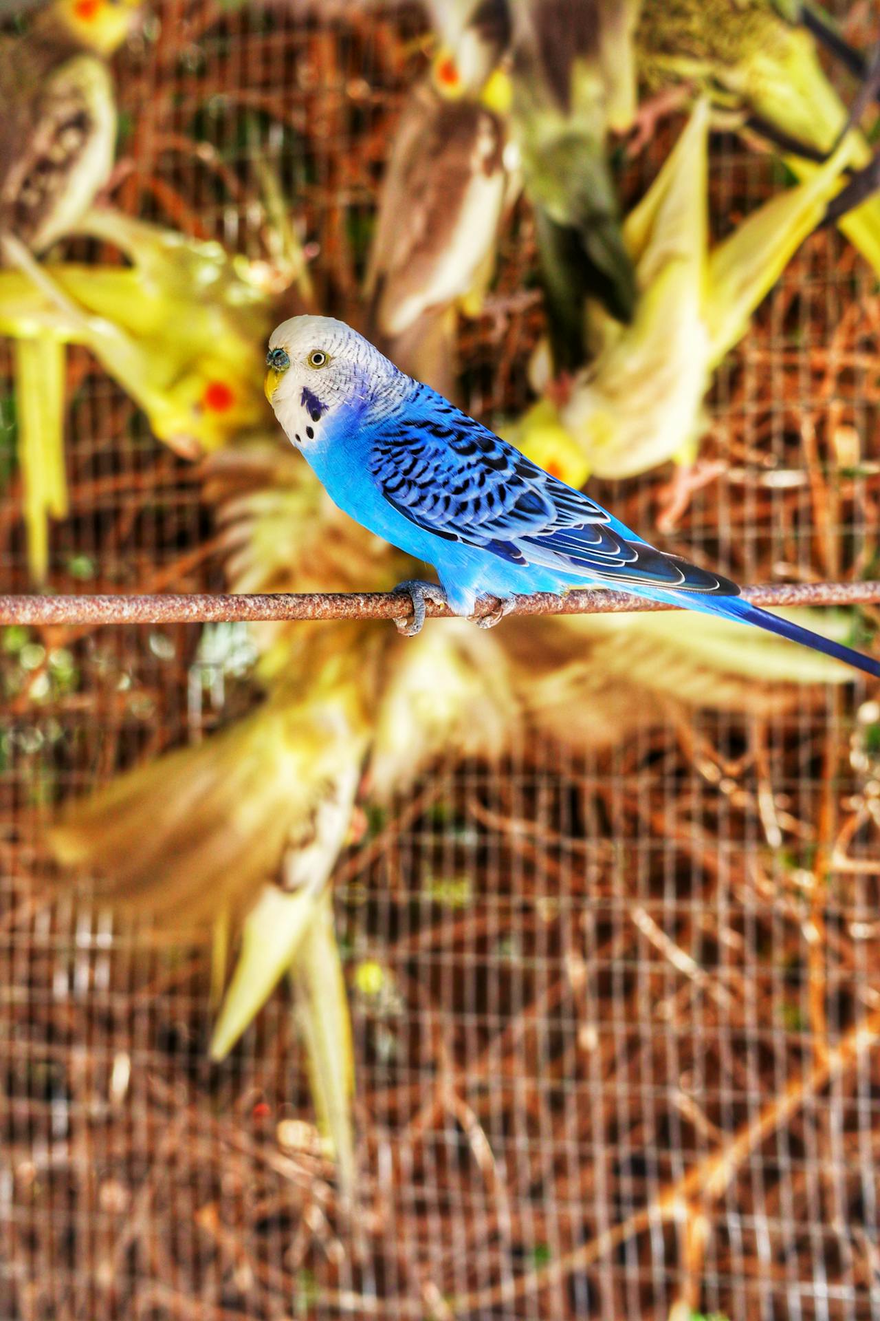 Birds & Fowl