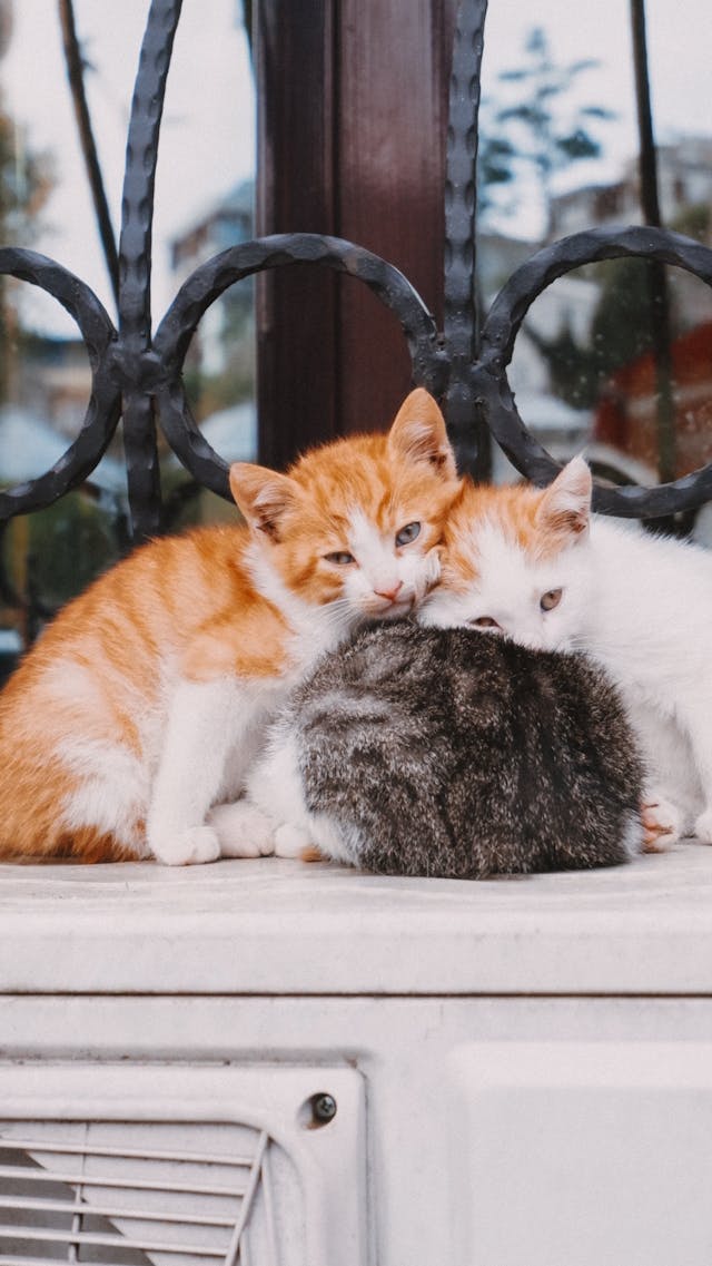 Cats