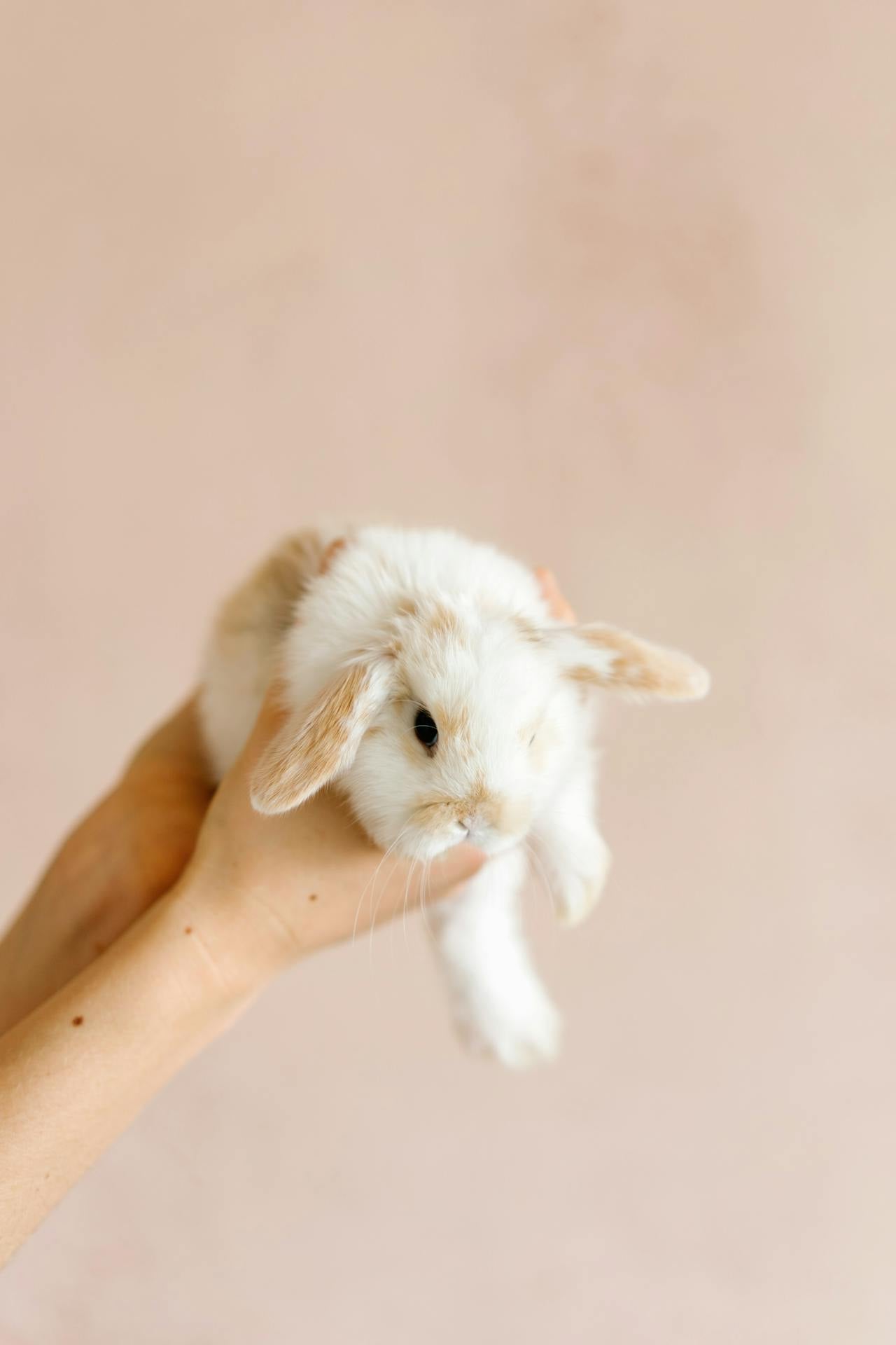 Small Animals