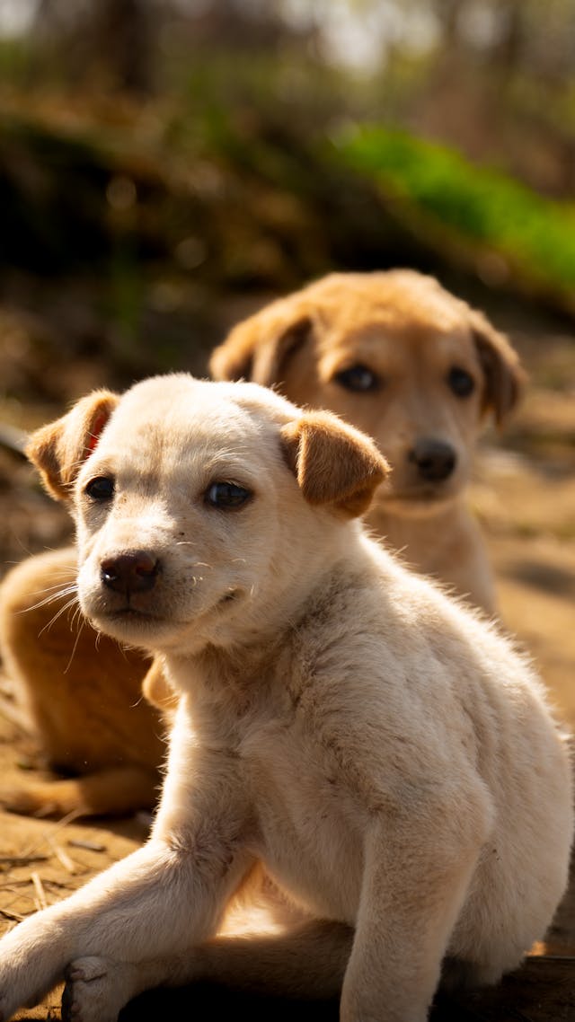 Dogs