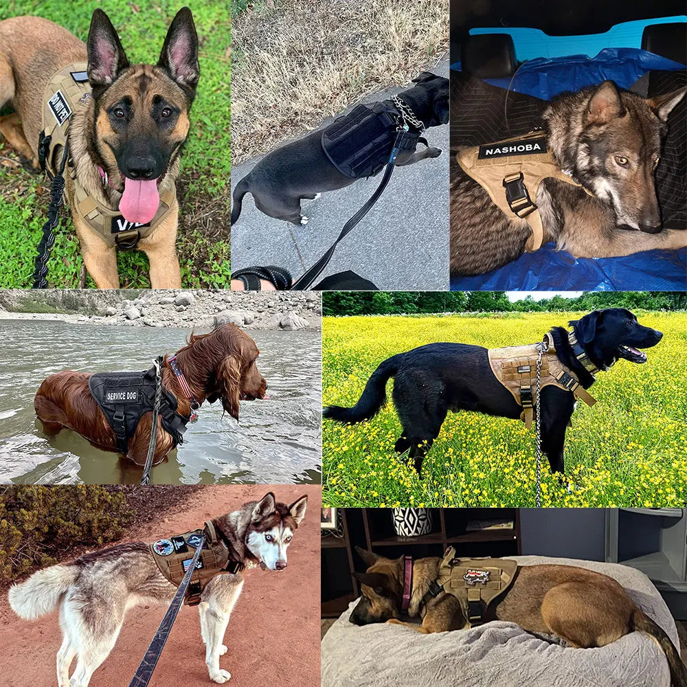Large Dog Harness and Leash Set for Training Malinois