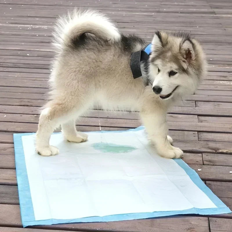 Disposable Dog Diapers And Training Pads With Odor Control